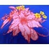 珍珠浆特殊印花材料